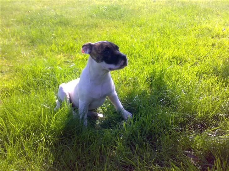 Amerikansk bulldog Kenzo - Klar på den værste... billede 1