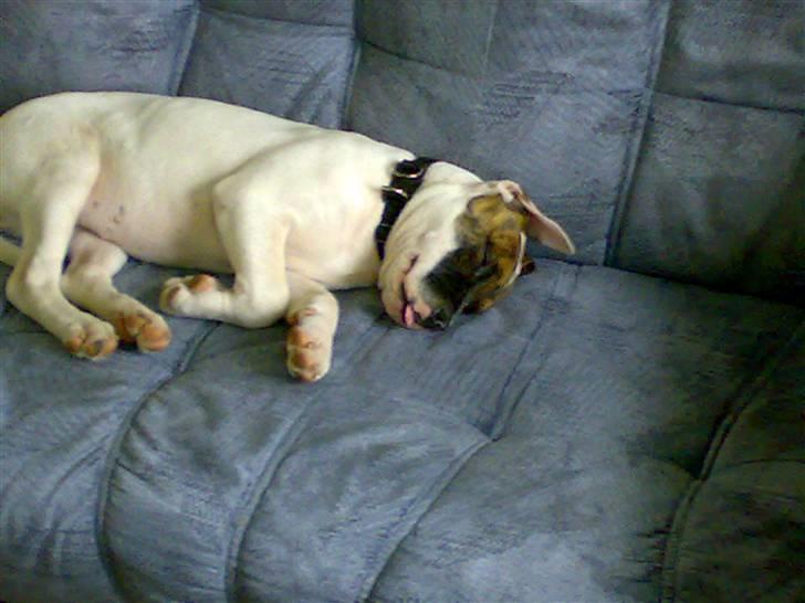 Amerikansk bulldog Kenzo - Bare lad mig være billede 2