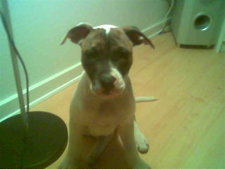 Amerikansk bulldog Kenzo - Nej hvor jeg ikke gider lige nu far billede 3