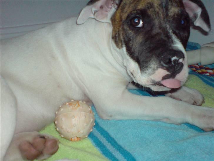 Amerikansk bulldog Kenzo - Jeg har ikke gjordt noget billede 4