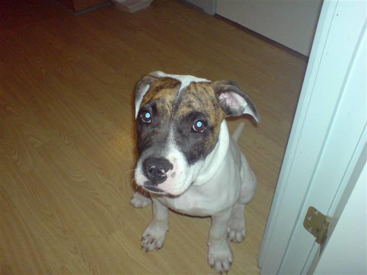 Amerikansk bulldog Kenzo - Er jeg ikke sød... billede 5