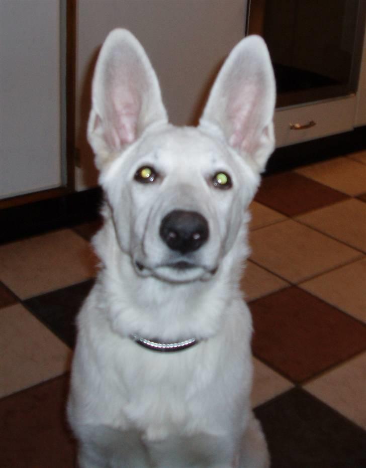 Hvid schæfer Prik (JUNGLENS MIE billede 8