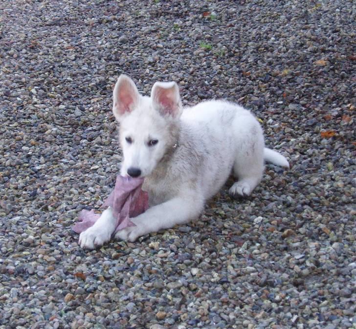 Hvid schæfer Prik (JUNGLENS MIE billede 9