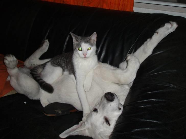 Hvid schæfer Prik (JUNGLENS MIE - HJÆLP ... Katte overfald .... men hwa, det er jo min allerbedste ven billede 10