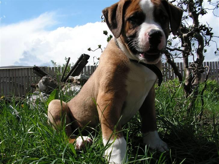 Amerikansk bulldog  - BACHI -  billede 1