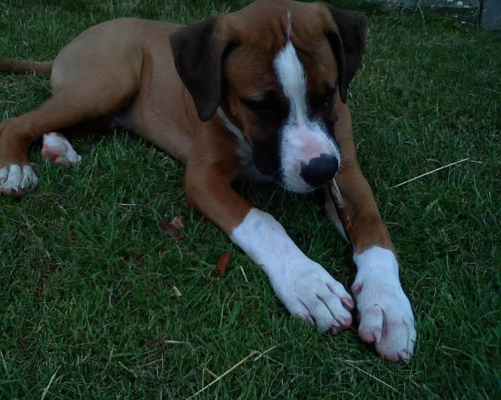 Amerikansk bulldog  - BACHI -  billede 2