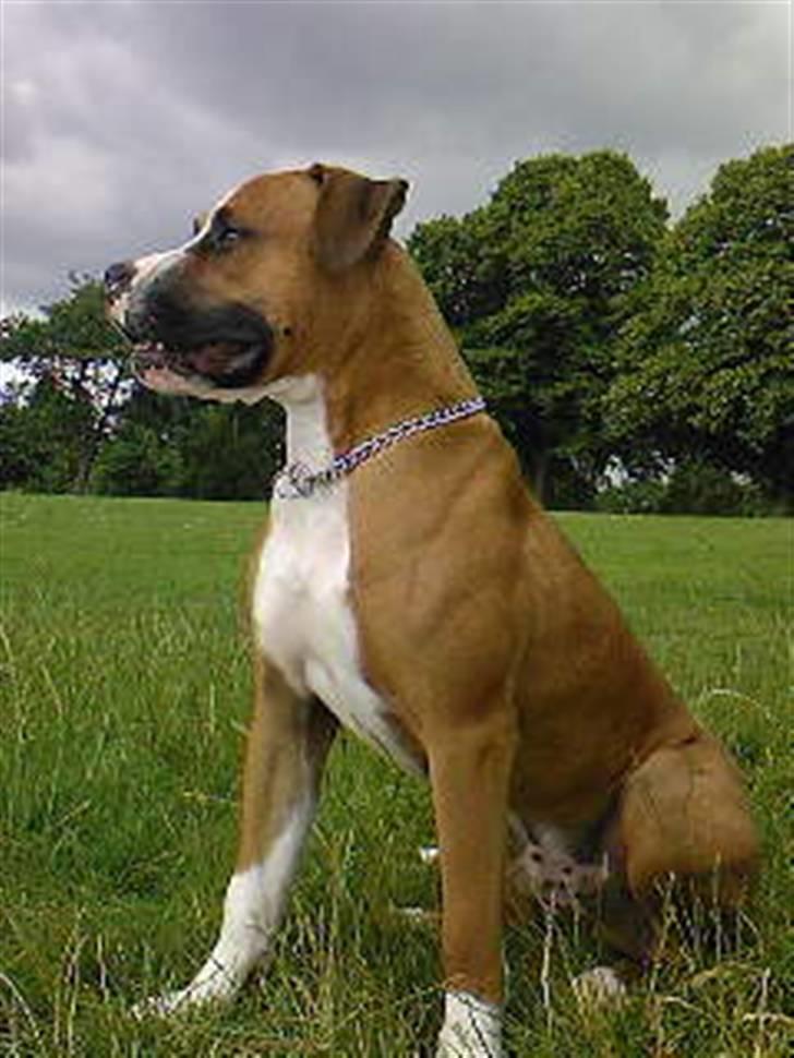 Amerikansk bulldog  - BACHI -  billede 3