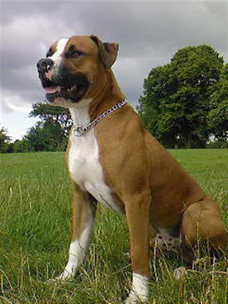 Amerikansk bulldog  - BACHI -  billede 4