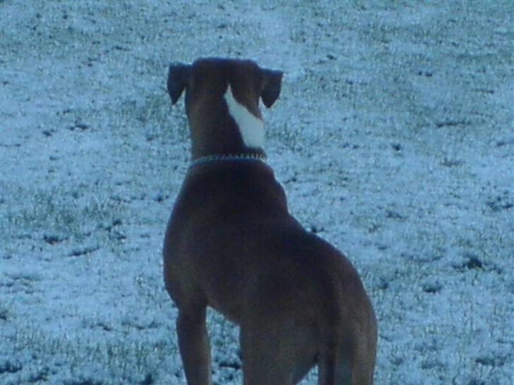 Amerikansk bulldog  - BACHI -  billede 5