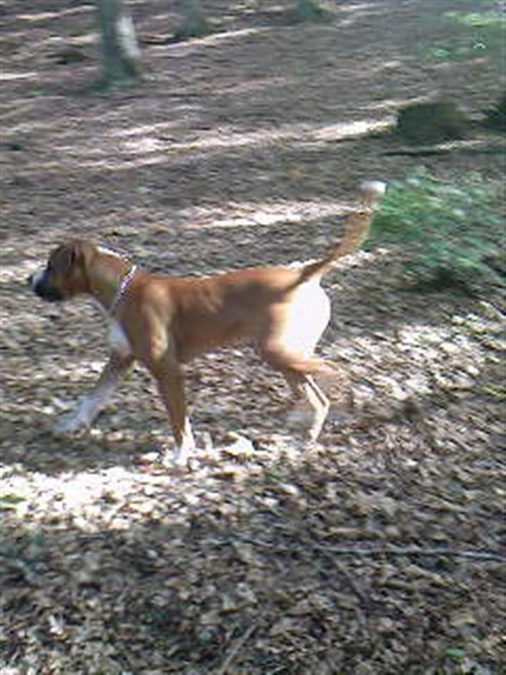 Amerikansk bulldog  - BACHI -  billede 6