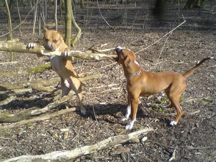 Amerikansk bulldog  - BACHI -  billede 7