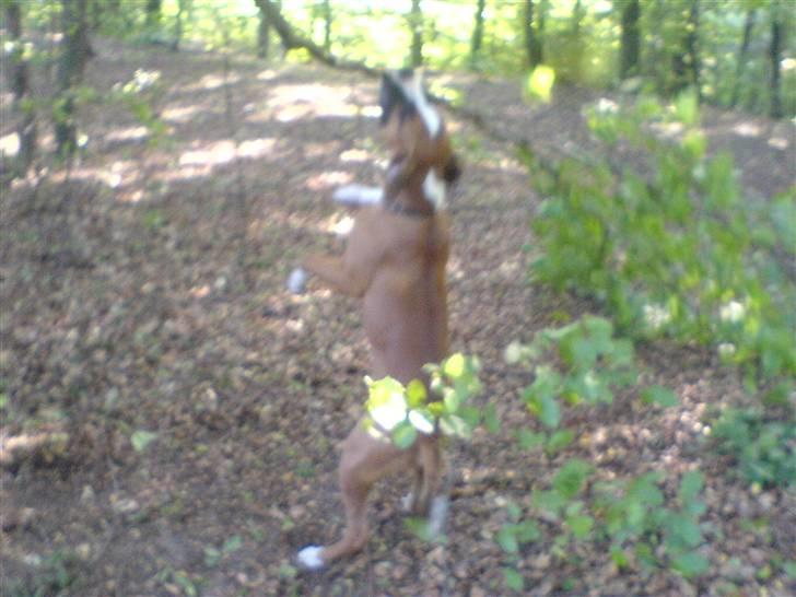 Amerikansk bulldog  - BACHI -  billede 8