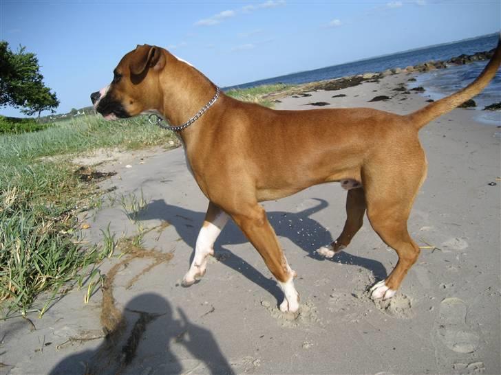 Amerikansk bulldog  - BACHI -  billede 9