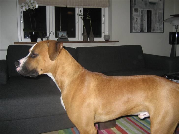 Amerikansk bulldog  - BACHI -  billede 10