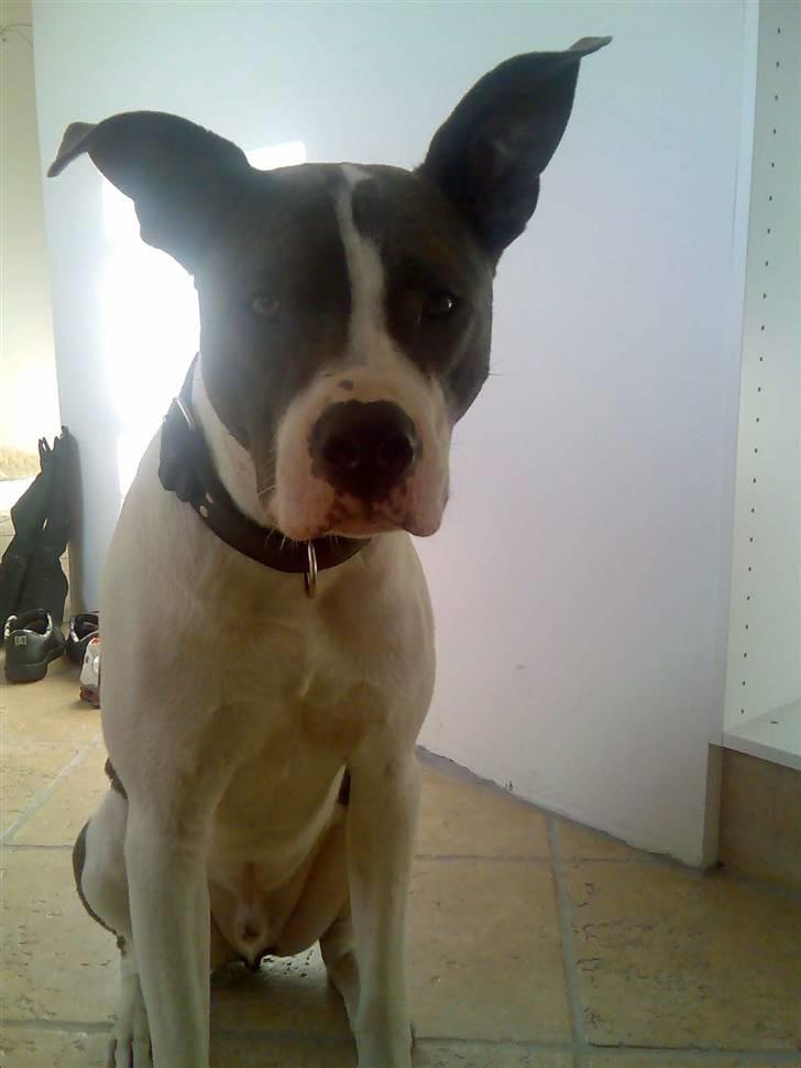 Amerikansk staffordshire terrier Kenzo (har fået nyt hjem) billede 8