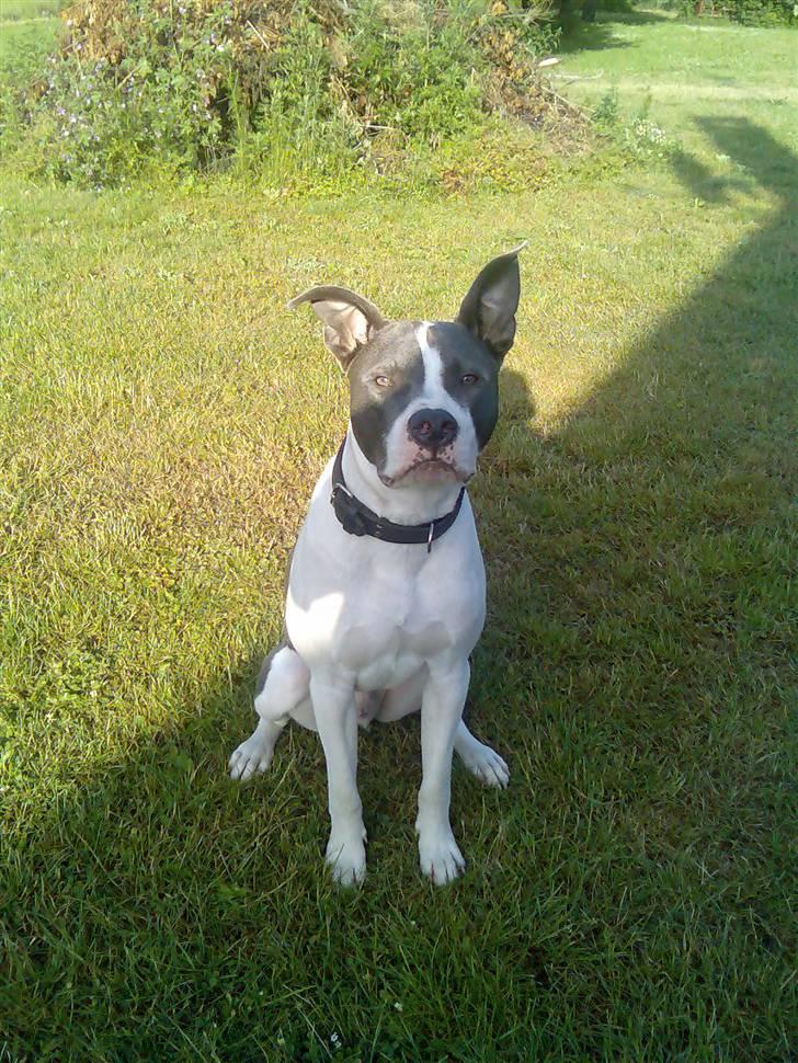 Amerikansk staffordshire terrier Kenzo (har fået nyt hjem) billede 9