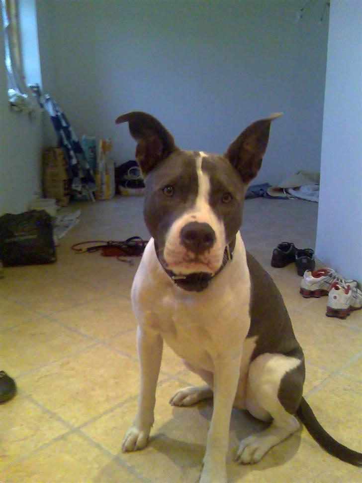 Amerikansk staffordshire terrier Kenzo (har fået nyt hjem) billede 10