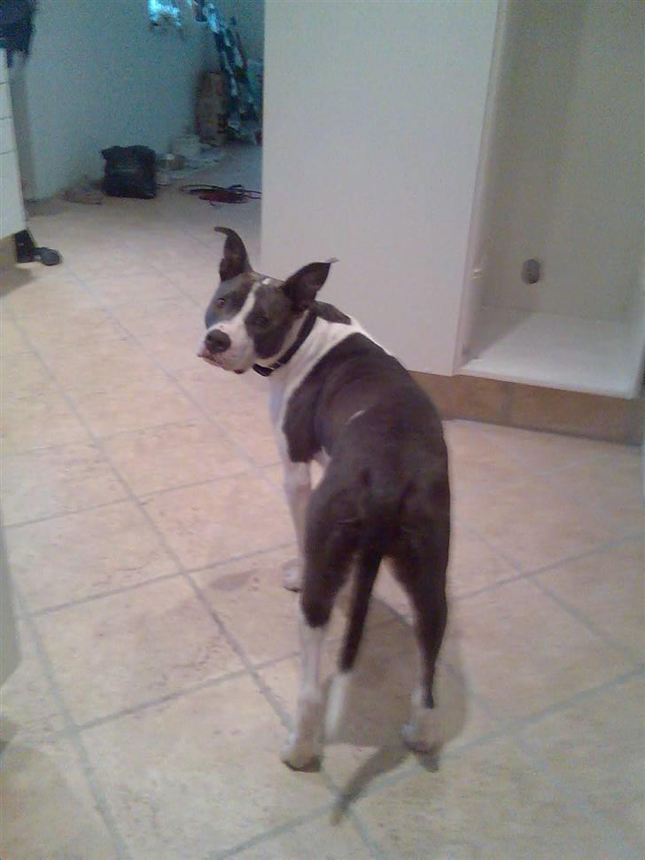 Amerikansk staffordshire terrier Kenzo (har fået nyt hjem) billede 11