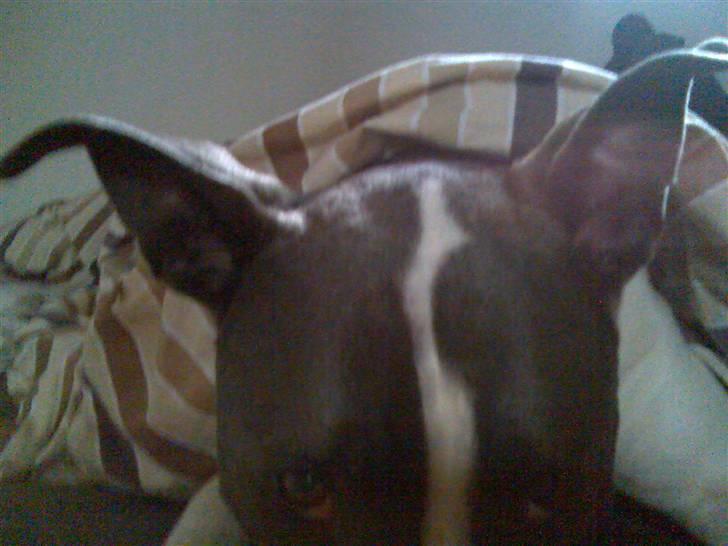 Amerikansk staffordshire terrier Kenzo (har fået nyt hjem) billede 12