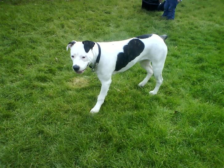 Amerikansk bulldog Sally - Sally på besøg før overtagelsen billede 1