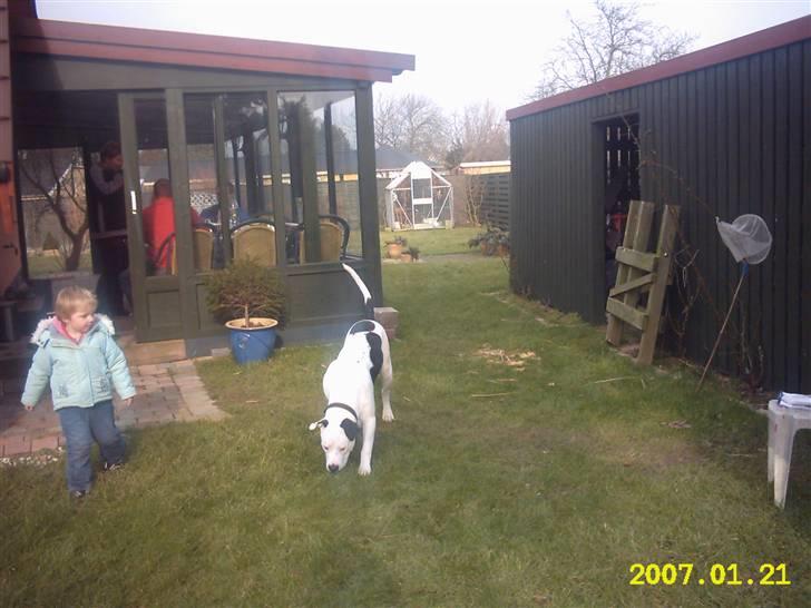 Amerikansk bulldog Sally - Sally og Ida Sophia på opdagelse billede 2