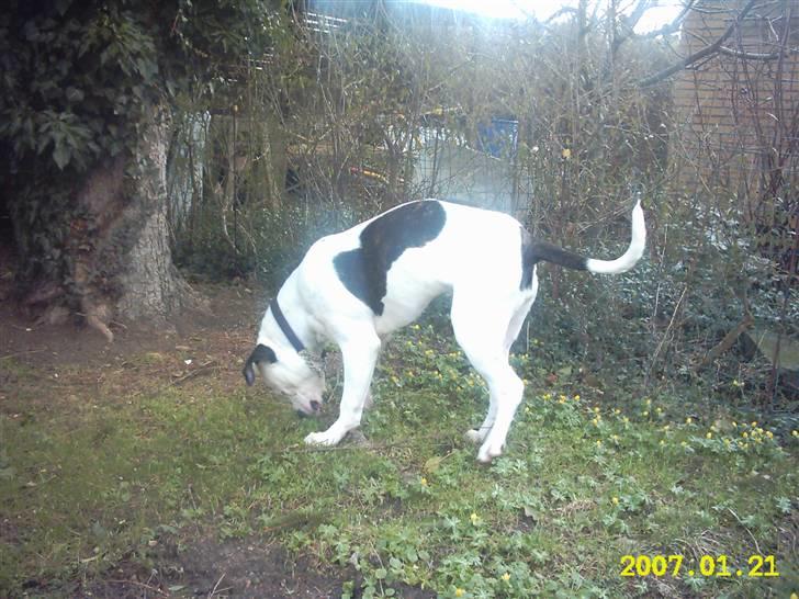 Amerikansk bulldog Sally - Der er nu spændende i haven billede 3