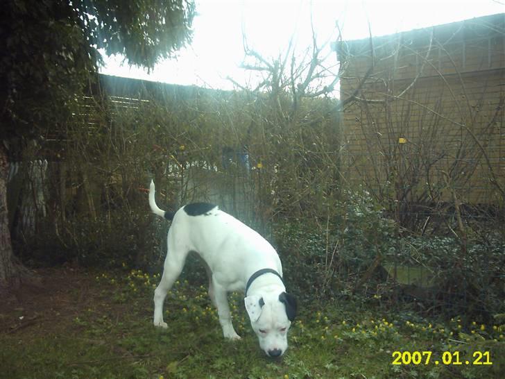 Amerikansk bulldog Sally - Der er et eller andet! billede 4