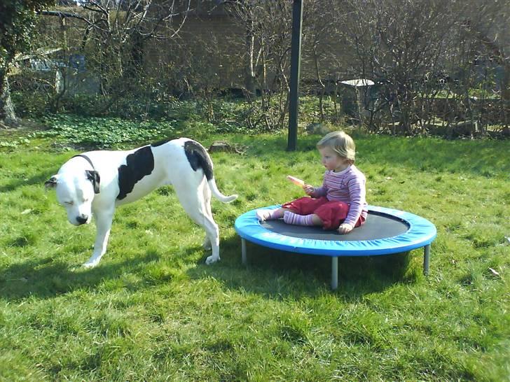 Amerikansk bulldog Sally - Sally: "Pas nu på Ida!" billede 5