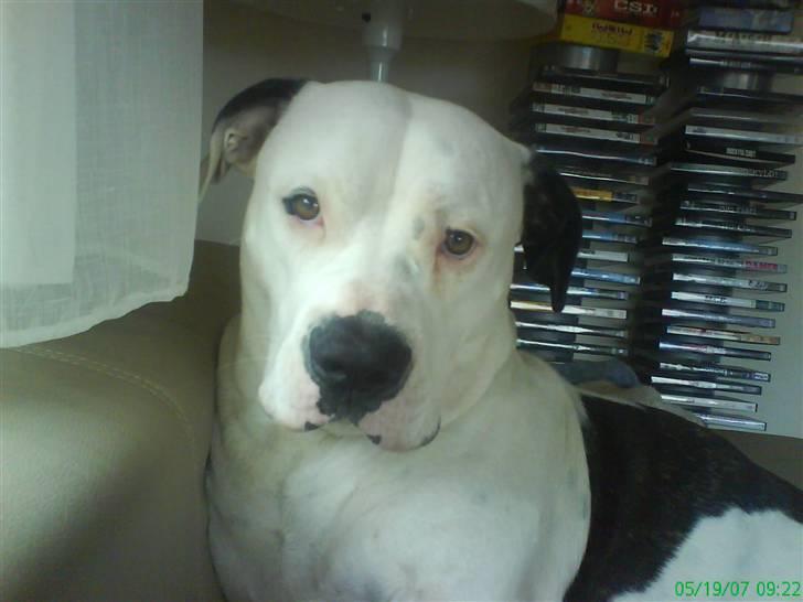 Amerikansk bulldog Sally - Hvad mener i med at det ikke er min sofa??? billede 6