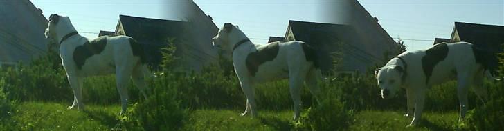 Amerikansk bulldog Sally - Sally på besøg hos Farmor og Farfar billede 7