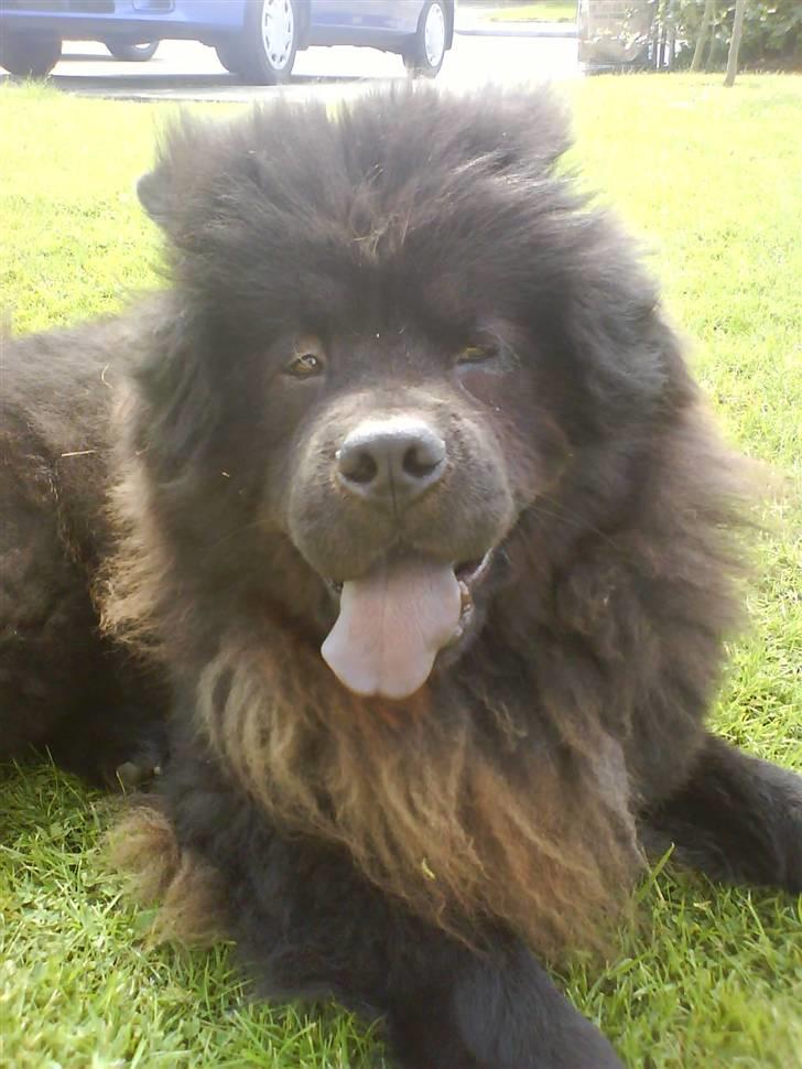 Chow chow Oscar billede 12