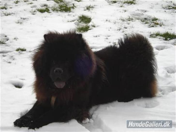 Chow chow Oscar - Oscar - 1 år billede 13