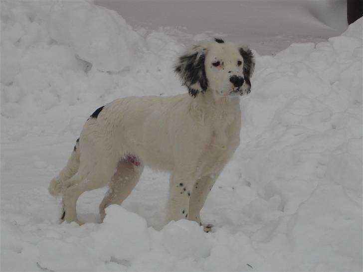 Field Trial spaniel loke - se hvor sød han er ..i sin første sne.. billede 1