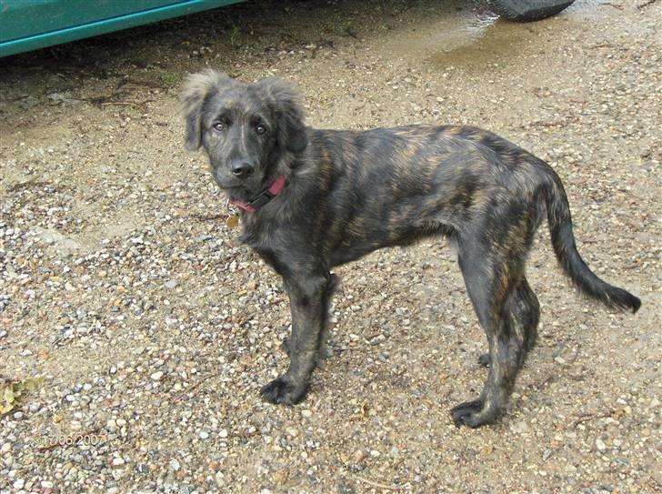 Blanding af racer Diva billede 17