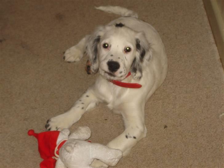 Field Trial spaniel loke - her er han ikke så gammel... billede 2