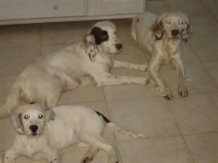 Field Trial spaniel loke - her er han sammen med sin mor og halvsøster..Kenya og Snowie..som jo er Mor og Søster til Aslan  her på galleriet. billede 3