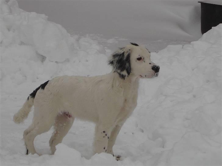 Field Trial spaniel loke - igen i sneen billede 4