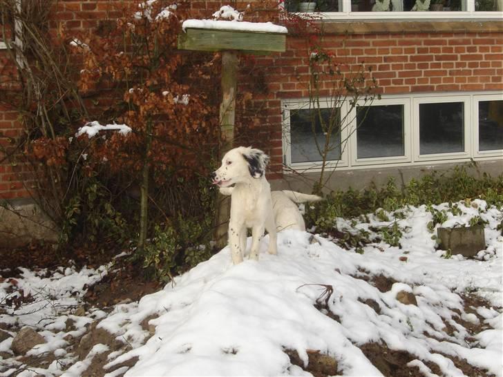 Field Trial spaniel loke - hygge i haven... billede 5
