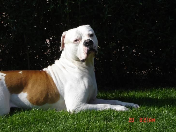 Amerikansk bulldog Kato billede 1