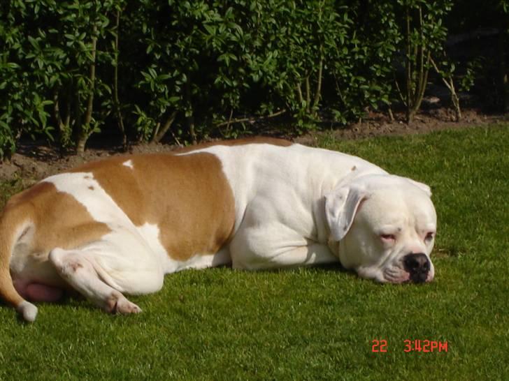 Amerikansk bulldog Kato billede 2