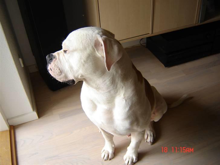 Amerikansk bulldog Kato billede 4