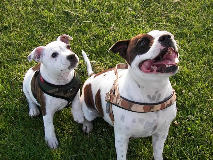 Staffordshire bull terrier Jeanty's Staff Viva La Bam - Bam og Mira 17juni. billede 10