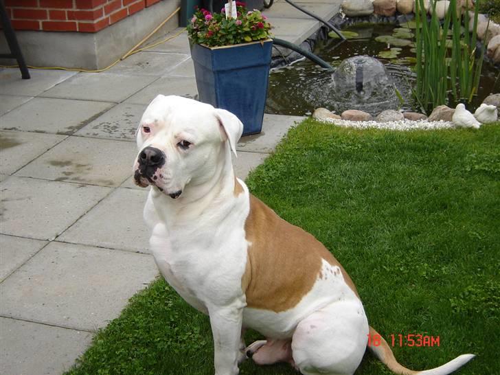 Amerikansk bulldog Kato billede 6