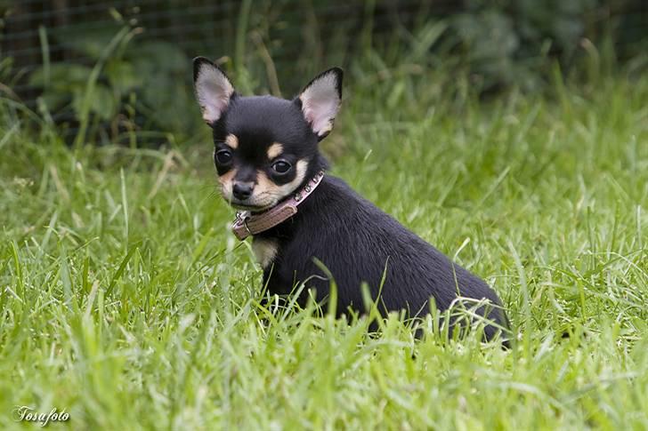 Chihuahua ** Cereza ** - Søde lille Cereza :D. billede 18