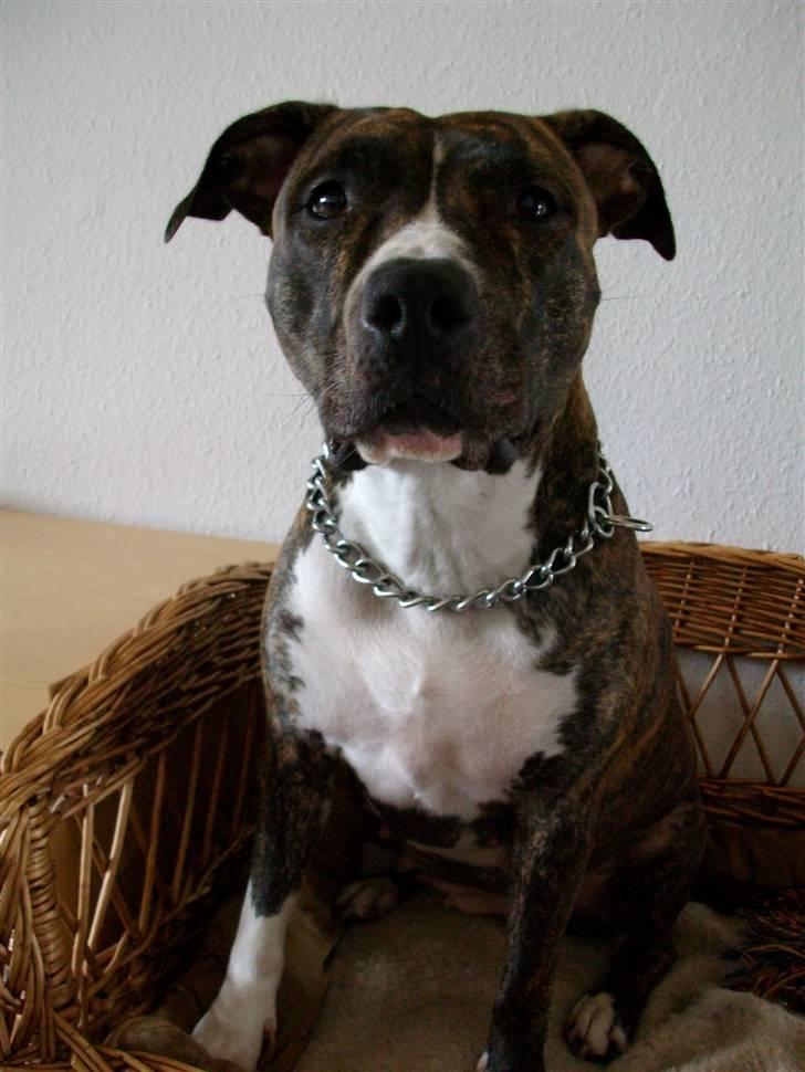 Amerikansk staffordshire terrier Zia - Flotte Zia :) billede 1