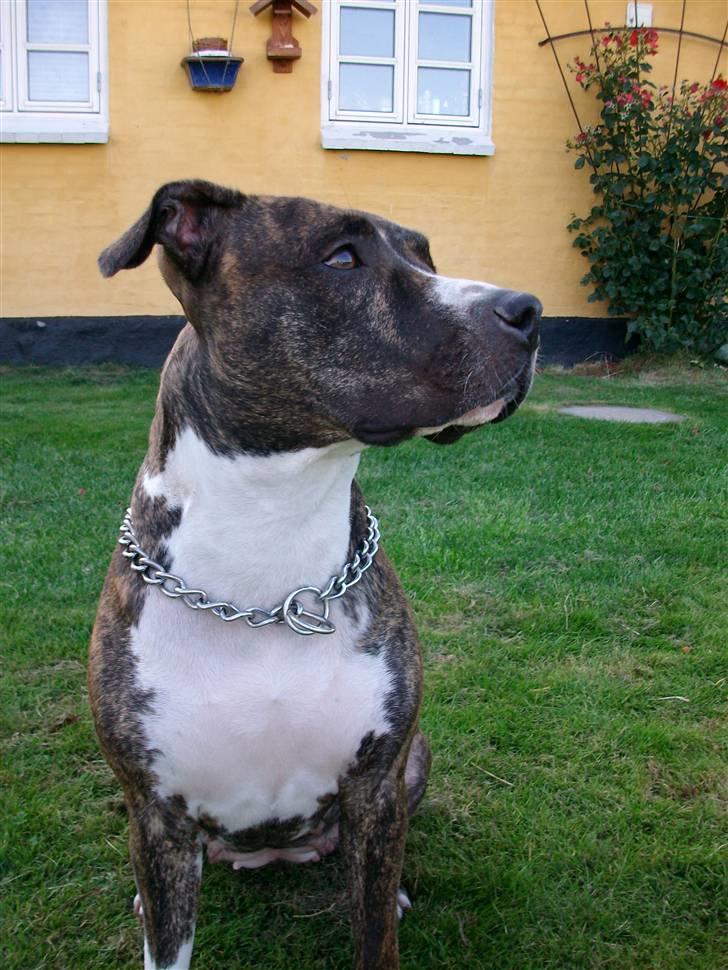 Amerikansk staffordshire terrier Zia billede 2