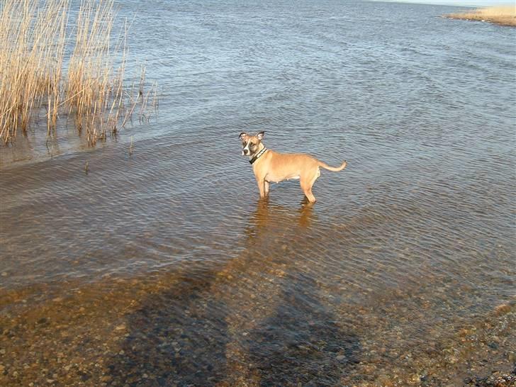 Amerikansk staffordshire terrier Rynke R.I.P verdens bedste Rynke - 24/12-06 ....hvor bliver i af ????tøsedrenge - jeg er en dansk viking ( shit det er koldt ) billede 5