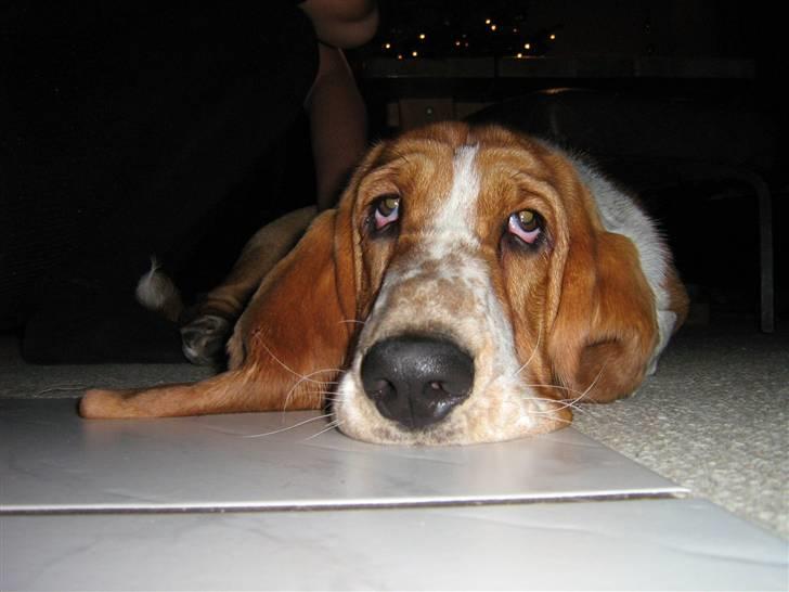 Basset hound * Nanna * billede 2