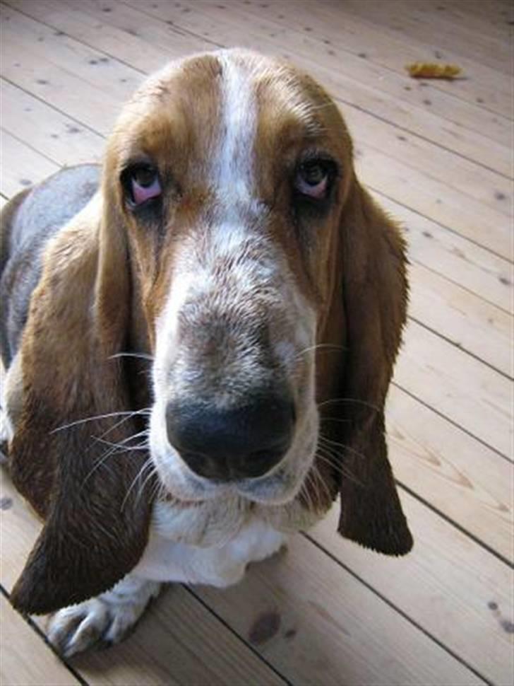 Basset hound * Nanna * billede 4