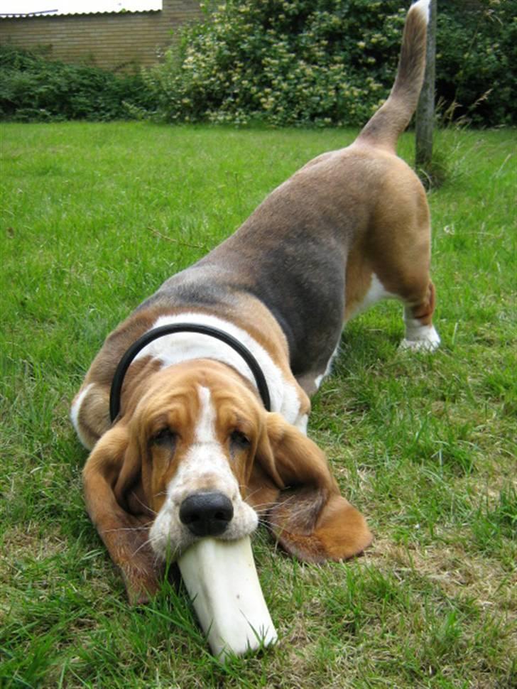 Basset hound * Nanna * billede 5